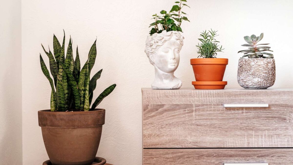 Guia para Iniciantes: 20 Plantas Fáceis e Resilientes para Quem Está Começando